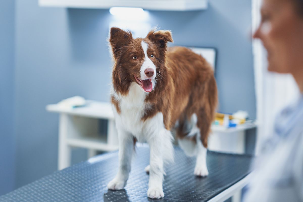 Border Collie dog during visit in vet