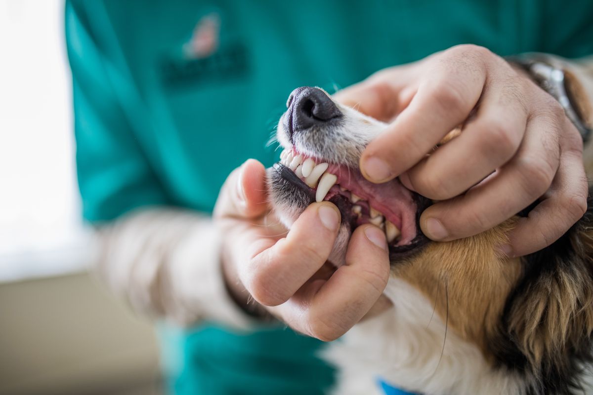 a vet checking a dog's teeth