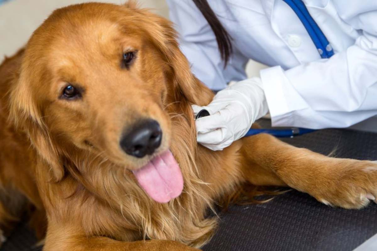 a dog lying at vet clinic