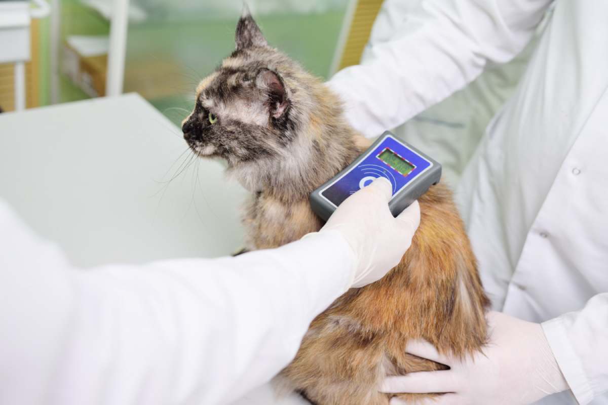 a vet holding a device to check cat