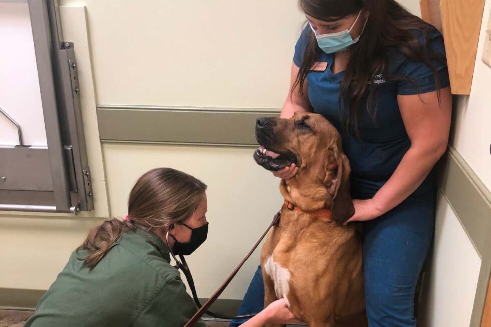 Gilbert, SC 29054 Veterinary Services Lake Murray Animal Hospital