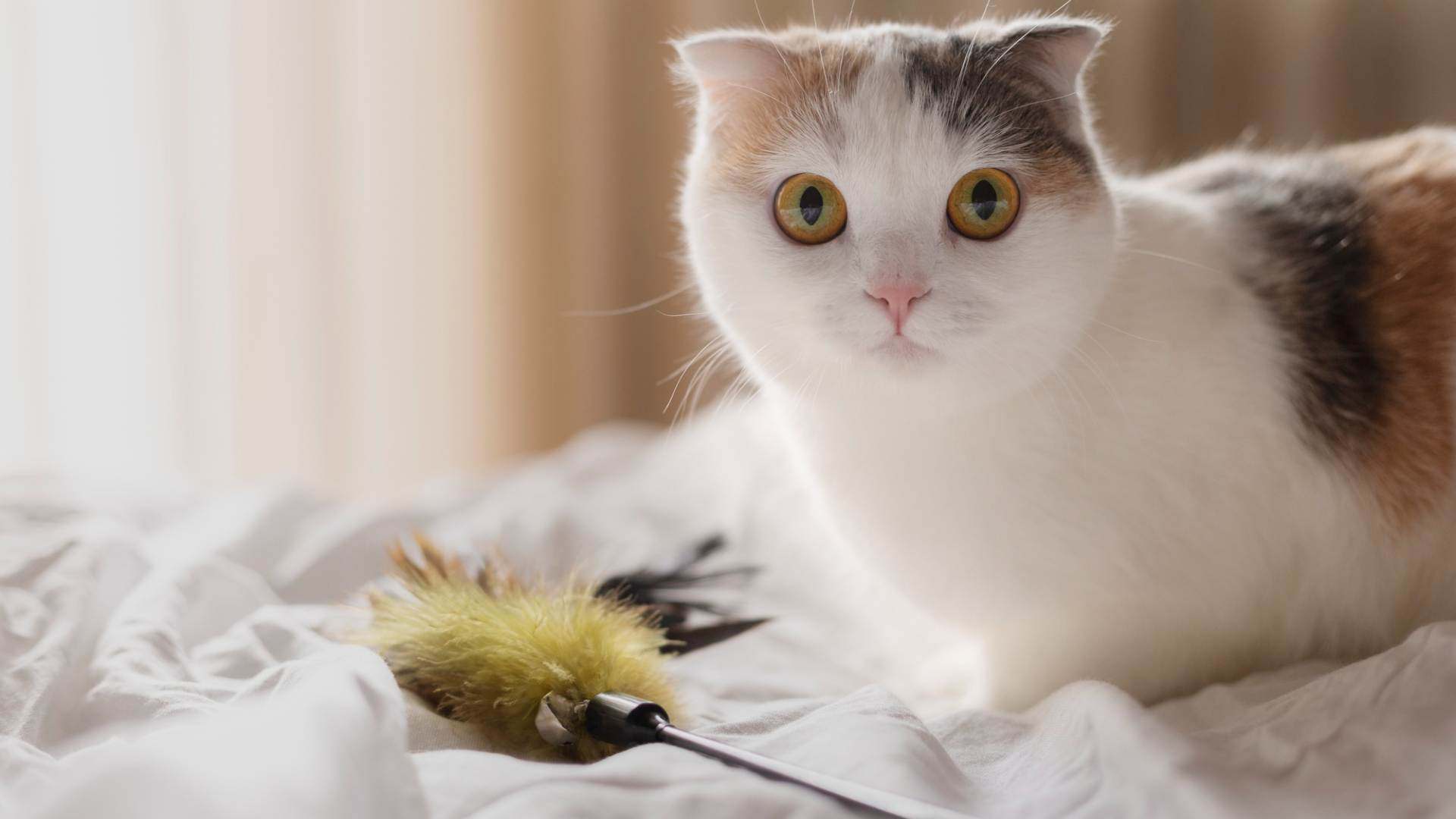 Veterinarian In Gilbert, SC 29054 Lake Murray Animal Hospital