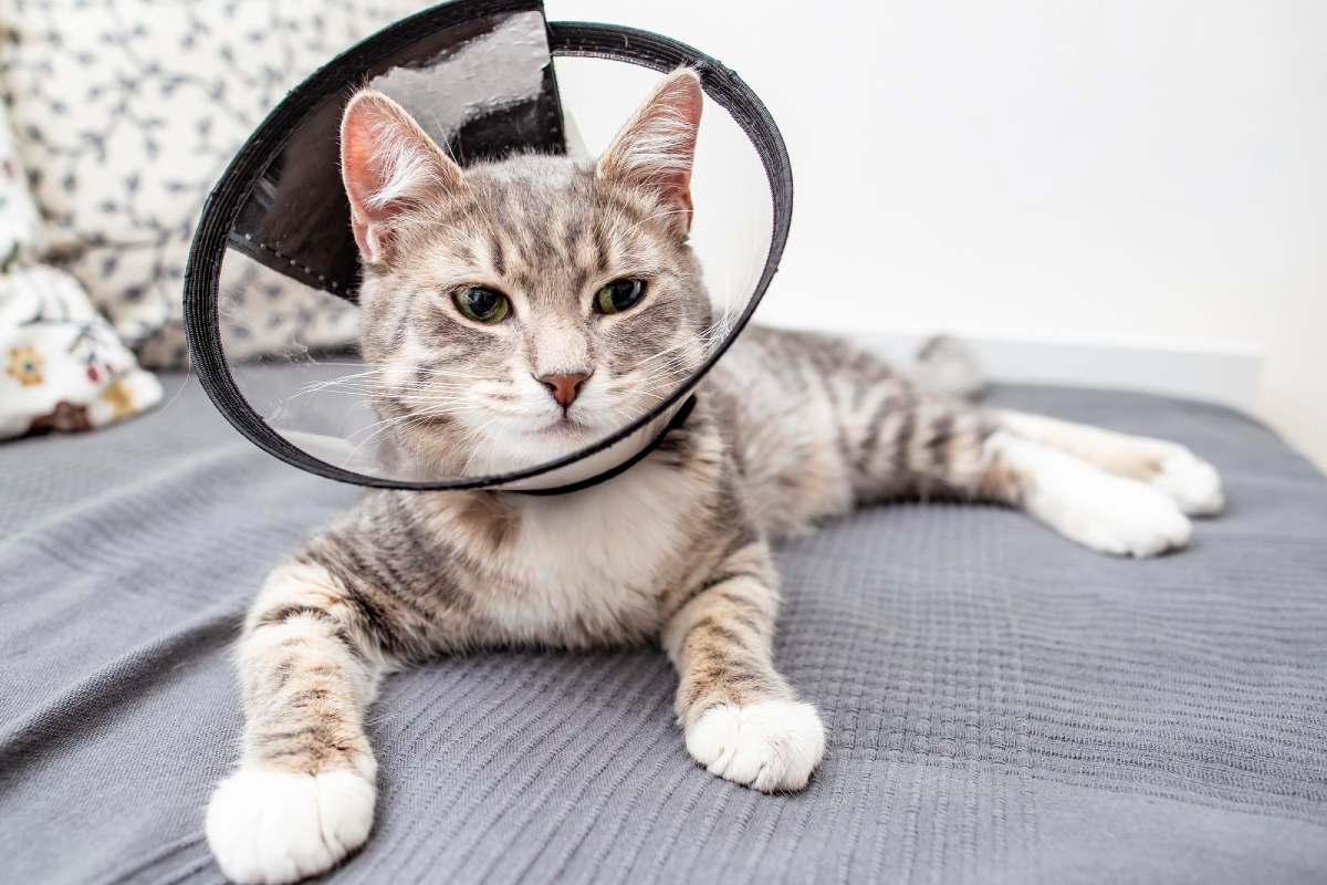 a cat wearing a cone on its head